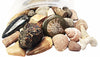 FOSSIL ON! Game with Fossil, Rock & Mineral Collection