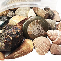 FOSSIL ON! Game with Fossil, Rock & Mineral Collection